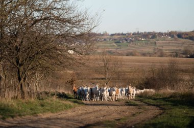 Bir keçi sürüsü, ağaçlar ve yuvarlanan tepelerle çevrili, kırsalda huzurlu bir toprak yolda ilerler, öğleden sonra güneşinin ılık ışığında güneşlenirler..
