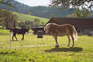 İki at, bir çiftlikte sakin bir öğleden sonranın tadını çıkarıyor. Biri önde, diğeri de yakınlarda otluyor. Arka planda güzel tepeler ve renkli yapraklar var.