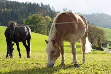 İki güzel at, yuvarlanan tepeler ve ağaçlarla çevrili manzarada taze yeşil çimlerde otlarken sakin bir sabahın tadını çıkarırlar..