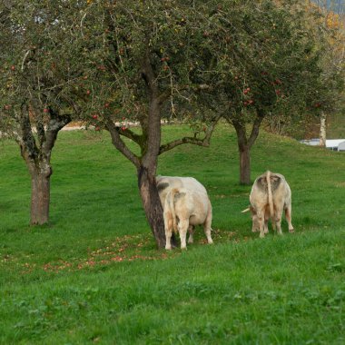 Huzurlu inekler elma ağaçlarının altında tembelce otlar, sonbahar manzarasını tamamlayan yumuşak varlıkları renkli yapraklar ve düşen meyvelerle doludur..