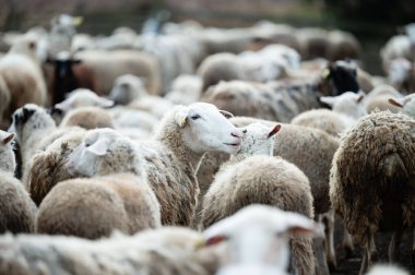 Yumuşak öğleden sonra güneşi altında yemyeşil çimenlerin arasında yavaşça hareket eden tüylü bir koyun sürüsü araziyi doldurur. Huzurlu manzara kırsal yaşamı yakalıyor..
