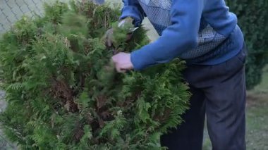 Çalışkan bir bahçıvan canlı yeşil yaprakları titizlikle budar, sakin bir açık alanda bitkileri özenle besler. Güneş ışığı yaprakların arasından yavaşça süzülür..