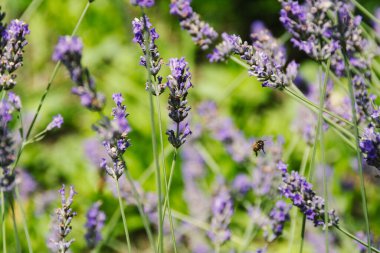 Lavanta Açan Arılar Doğada Tozlaştırıcılar İş Başında