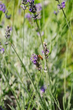 Lavanta Açan Arılar Doğada Tozlaştırıcılar İş Başında