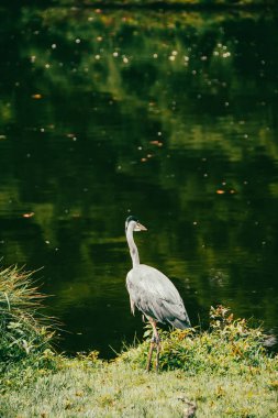 Gri balıkçıl balığının güzel bir örneğiyle yakın temas.