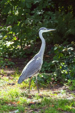 Gri balıkçıl balığının güzel bir örneğiyle yakın temas.