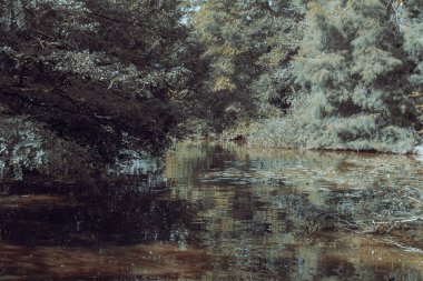 Pastel renklerde küçük bir gölet