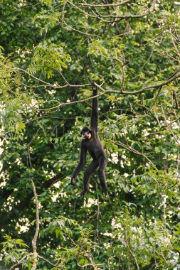 Gibbon sıra dışı insan pozlarıyla dalların arasına tırmanıyor.