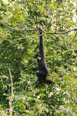 Gibbon sıra dışı insan pozlarıyla dalların arasına tırmanıyor.