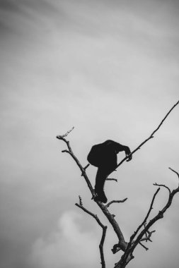 Gibbon sıra dışı insan pozlarıyla dalların arasına tırmanıyor.