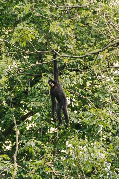 Gibbon sıra dışı insan pozlarıyla dalların arasına tırmanıyor.