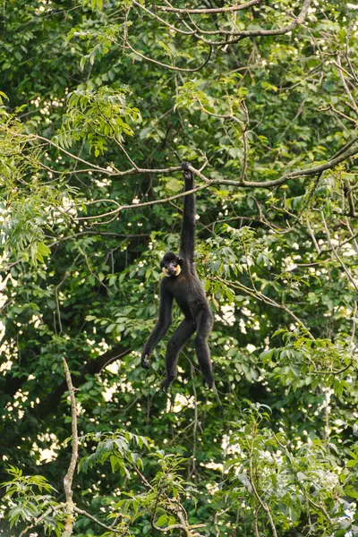 Gibbon sıra dışı insan pozlarıyla dalların arasına tırmanıyor.
