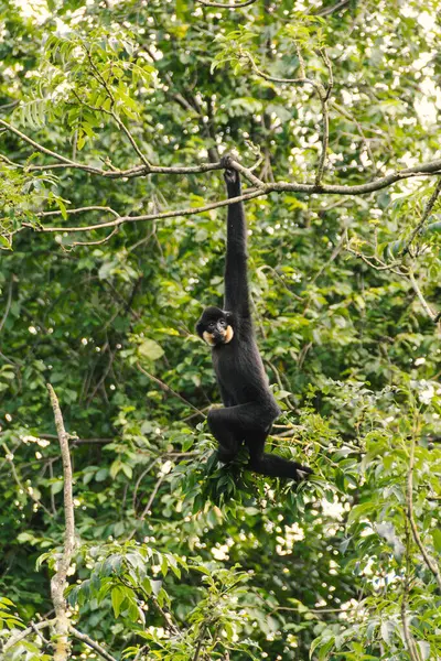 Gibbon sıra dışı insan pozlarıyla dalların arasına tırmanıyor.