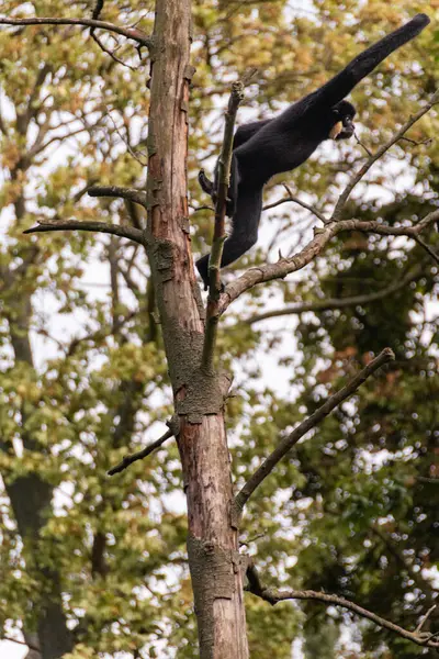 Gibbon sıra dışı insan pozlarıyla dalların arasına tırmanıyor.