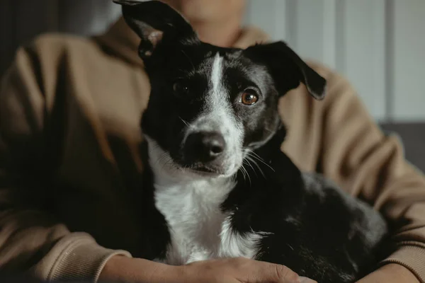 品種のない犬 家の所有者の腕の中のモングレル 犬は所有者の膝の上に座ってリラックスします — ストック写真