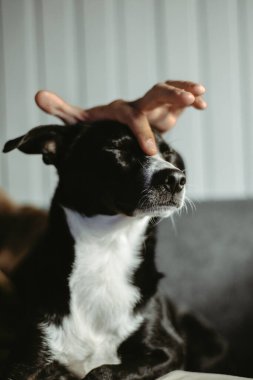 Cinsi olmayan bir köpek, evin sahibinin kollarında bir melez. Köpek sahibinin kucağına oturur ve rahatlar.