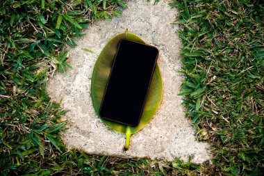 A phone on a leaf of a summer tree, a place for your website and advertising. Summer mocup near greenery and grass