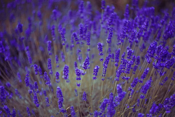 Lavender field, lavender flowers in defocus. Violet field, beautiful nature, allergy. Butterfly sits on a lavender flower, insects and nature.