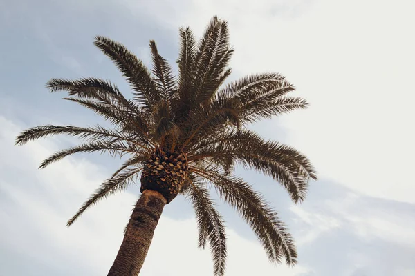 Palmbomen Tegen Blauwe Lucht Vakantie Een Zonnige Dag — Stockfoto
