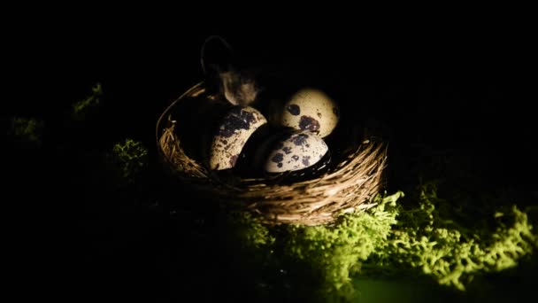 Yuvada Bıldırcın Yumurtası Bıldırcın Tüyü Yeşil Arka Planda Yosun Ekolojik — Stok video