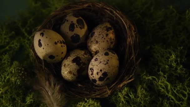 Αυγά Ορτυκιού Στη Φωλιά Φτερά Ορτυκιού Μος Πράσινο Φόντο Οικολογικό — Αρχείο Βίντεο