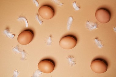 Çıplak arka planda taze tavuk yumurtası, kahverengi. Çiftçilerden eko ürünler, tavuk tüyü, yiyecek ve proteinden.