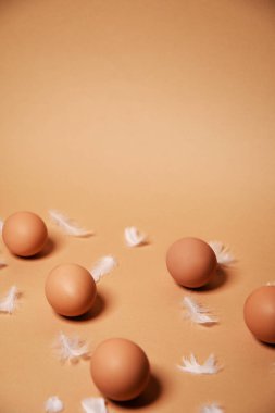 Çıplak arka planda taze tavuk yumurtası, kahverengi. Çiftçilerden eko ürünler, tavuk tüyü, yiyecek ve proteinden.