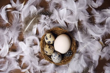 Taze ekolojik ürünler, kahverengi arka planda yumurta, tavuk tüyleri uçuşuyor. Tavuk yumurtası, sağlıklı yemek, doğa. Yuvada bıldırcın yumurtası, bıldırcın tüyü.