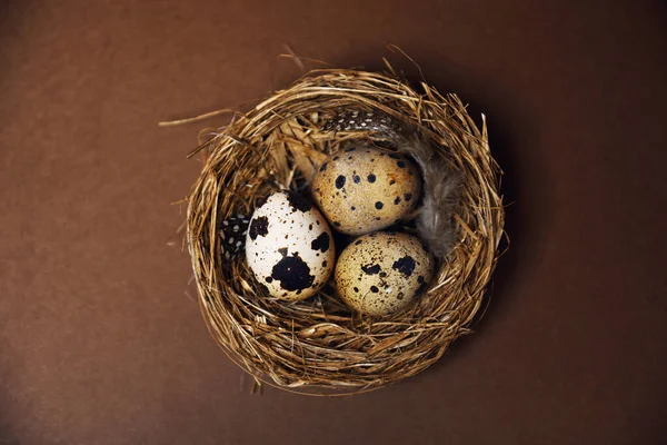 A woman\'s hand transfers quail eggs from a small nest into a plastic package. Homemade eggs, accessories and food. Eco quail eggs on brown color, farm and quality products.