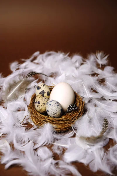 Fresh eco products, egg in nest on brown background, chicken feathers flying. Chicken egg, healthy food, nature. Quail eggs in the nest, quail feathers.