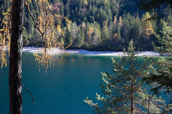 Tovel Gölü 'nün berrak suları, Trentino Alto Adige, İtalya. Önplanda ağaçlar olan sonbahar manzarası.