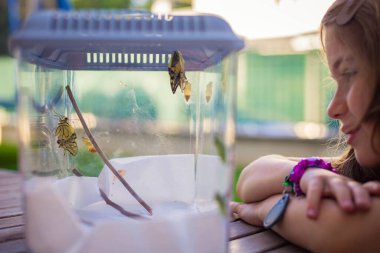 Caucasian child girl watching some newborn swallowtail butterflies (papilio machaon) in a terrarium before freeing them. Nature and science activity idea for kids. clipart