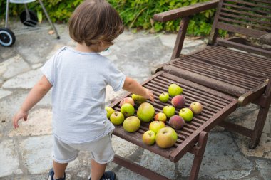 Beyaz çocuk, ev bahçesindeki ahşap bir sandalyeden elma topluyor. Britanya, Fransa.