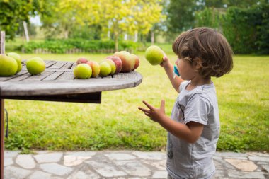 Beyaz çocuk, ev bahçesindeki ahşap bir masadan elma topluyor. Britanya, Fransa.