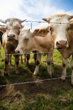 Kahverengi Jersey otlaktan dikenli tellerin arasından inek ve dana yetiştiriyor. Normandiya, Fransa. Dikey çekim.
