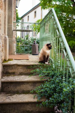 Yeşil korkuluklu eski resimli merdivenlerin tepesinde oturan siyam kedisi. Dikey çekim. Montpeyroux, Fransa.