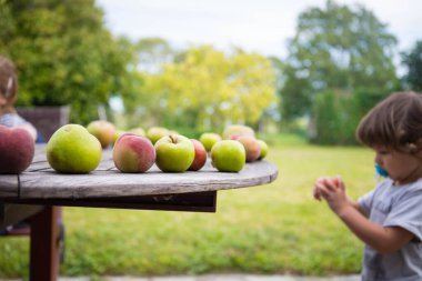Beyaz çocuk, ev bahçesindeki ahşap bir masadan elma topluyor. Britanya, Fransa.