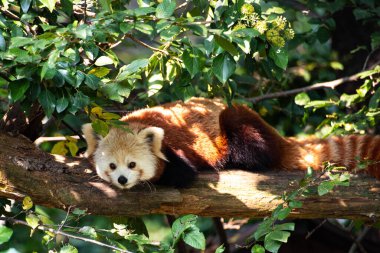Kırmızı Panda 'nın (Ailurus Fulgens) bir dalı üzerinde yatan bir erkeği. Bu sevimli hayvan korunan ve nesli tükenmekte olan bir tür..