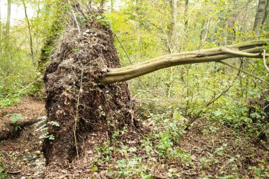 Şiddetli hava ve iklim değişikliğinden kaynaklanan güçlü rüzgar, bir dişbudak ağacının sökülmesine veya kırılmasına neden oldu..
