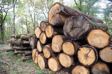 Kesilmiş ağaçlar, şiddetli fırtınalar tarafından savrulan ağaçlar, kereste yığınının içine yerleştirilmiş ormanlarda. Parco del Ticino, İtalya.