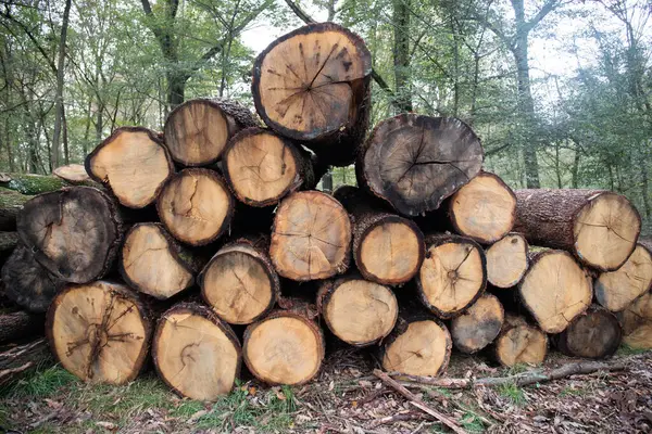 Kesilmiş ağaçlar, şiddetli fırtınalar tarafından savrulan ağaçlar, kereste yığınının içine yerleştirilmiş ormanlarda. Parco del Ticino, İtalya.