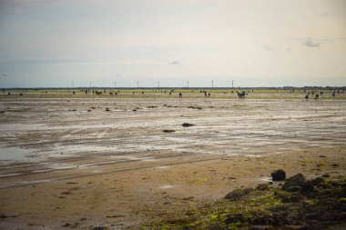 Gois geçidi, sadece sular çekildiğinde ortaya çıkan ve insanların kabuklu deniz hayvanlarını kazdığı bir yol. Noirmoutier Adası, Fransa.