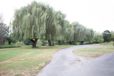 Fransa 'nın orta çağ köyü Mennetou-sur-Cher' in dışında ağlayan söğütler serisi.
