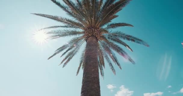 Palmy Błękitnym Niebie Podświetlanym Letnim Słońcu Widok Dołu Góry — Wideo stockowe