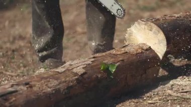 Vardiyayı bitiren adam, testereyle odun kesen adam. Oduncu elektrikli testere kullanarak ağaçları kesmiş.