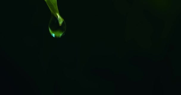 Macro Trage Moton Schot Van Waterdruppel Druipt Van Sappig Blad — Stockvideo