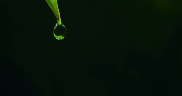 Een Drop Van Het Water Opknoping Van Top Van Een — Stockvideo