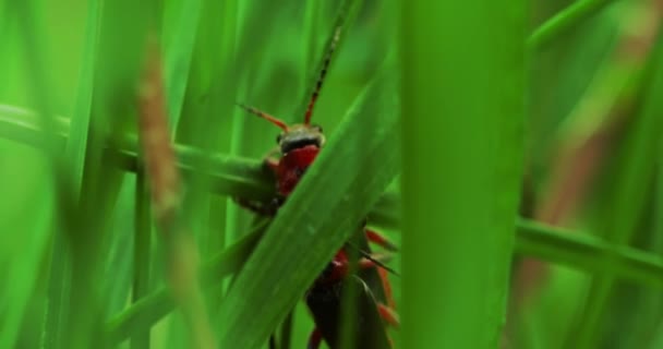 绿叶上的消防甲虫 — 图库视频影像