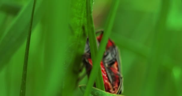 一对交配甲虫在草丛中爬行的宏观镜头 — 图库视频影像