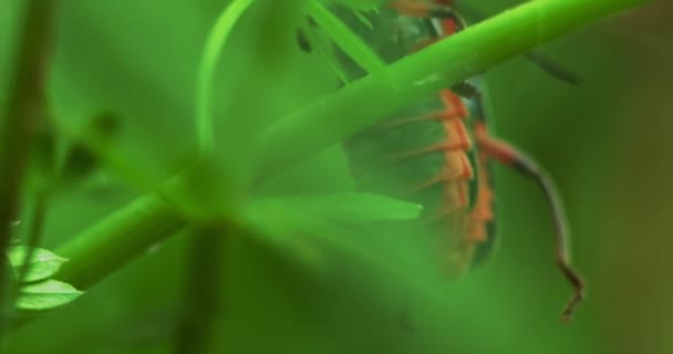 Macro Disparo Par Escarabajos Apareamiento Bomberos Arrastrándose Sobre Hierba — Vídeo de stock